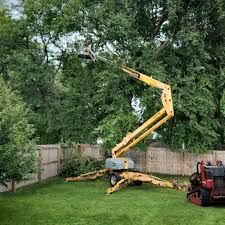 How Our Tree Care Process Works  in Manassas, VA